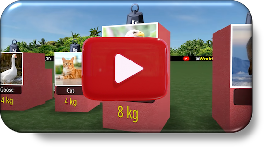 Comparison of various Animal Weight
